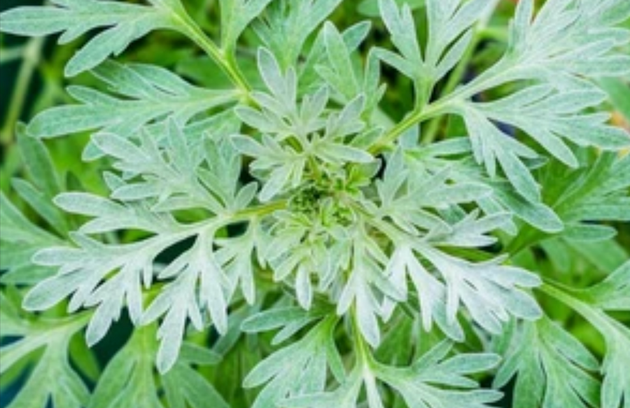 Planta de ajenjo utilizada en el complejo herbal Heliora